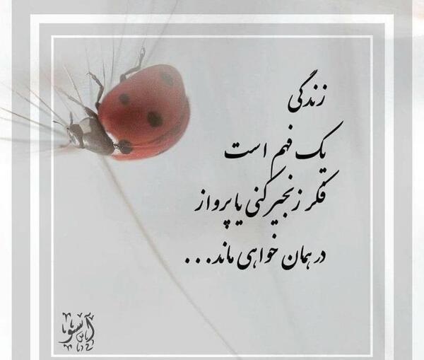 عکس نوشته زندگی یک فهم است