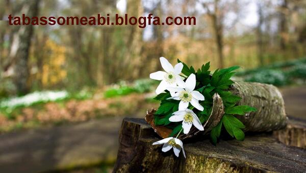 عکس نوشته زندگی یک پژواک است