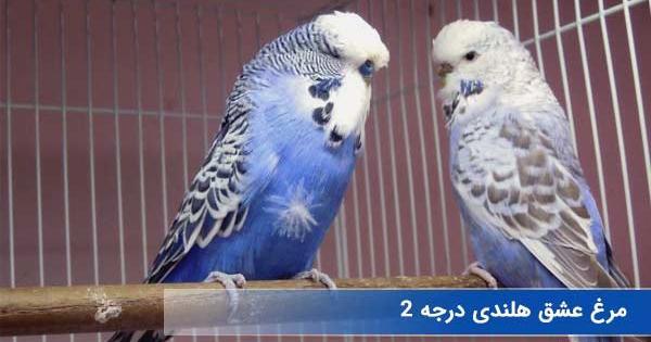 عکس مرغ عشق هلندی ماده