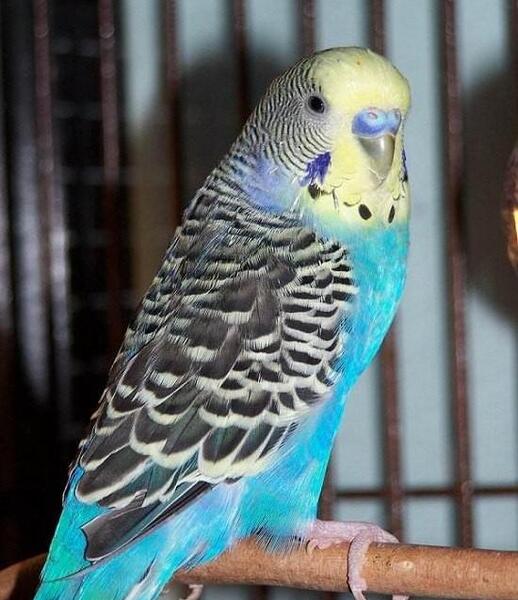 عکس مرغ عشق هلندی ماده