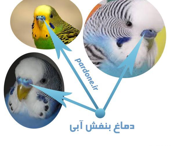 عکس مرغ عشق هلندی ماده
