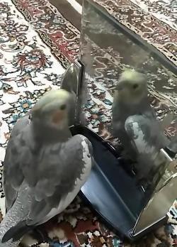 عکس عروس هلندی طوسی ماده