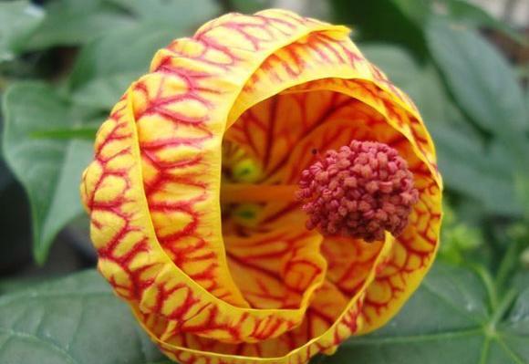 عکس گل های طبیعی جهان