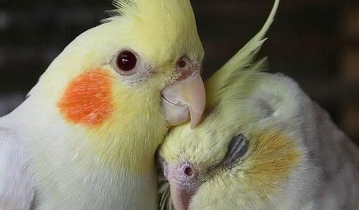 عکس عروس هلندی ترسناک