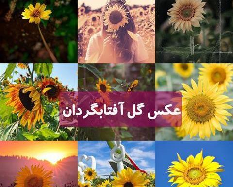 عکس گل آفتابگردان طبیعی