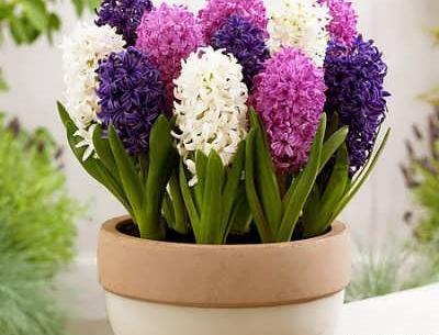 عکس گل سنبل طبیعی
