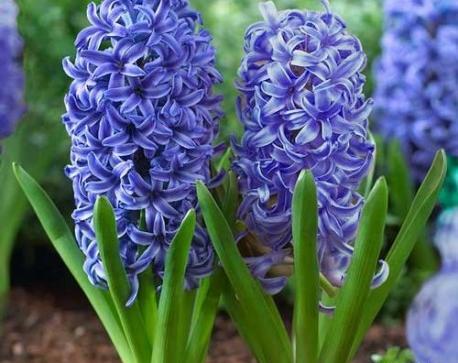 عکس گل سنبل طبیعی