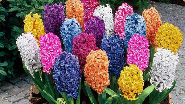 عکس گل سنبل طبیعی