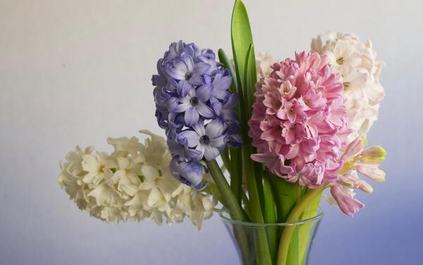 عکس گل سنبل طبیعی