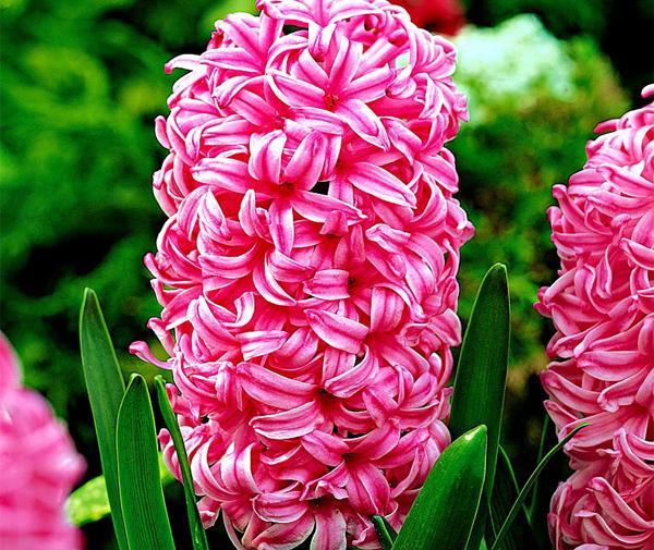 عکس گل سنبل طبیعی