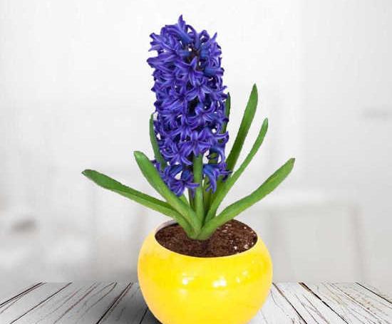 عکس گل سنبل طبیعی