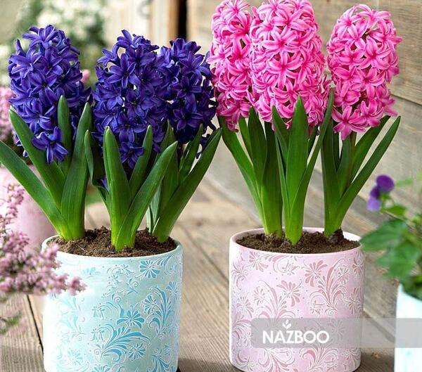 عکس گل سنبل طبیعی