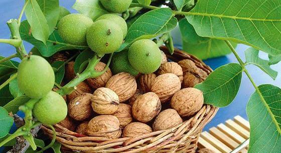 عکس گردو یلدا