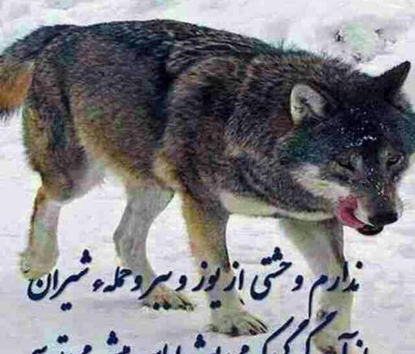 عکس نوشته کاش کنارت بودم