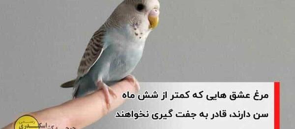عکس مرغ عشق مولد
