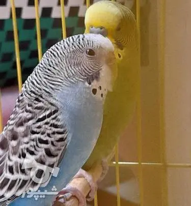 عکس مرغ عشق مولد
