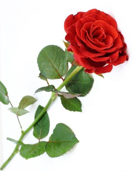 عکس چند شاخه گل طبیعی