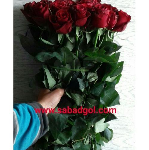 عکس چند شاخه گل طبیعی