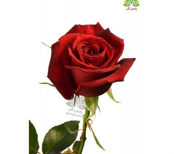 عکس چند شاخه گل طبیعی