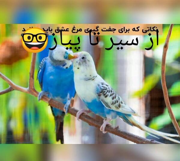 عکس جفت شدن مرغ عشق