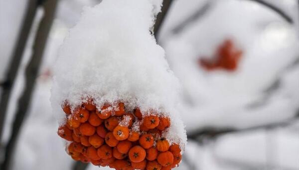 عکس صدای برف