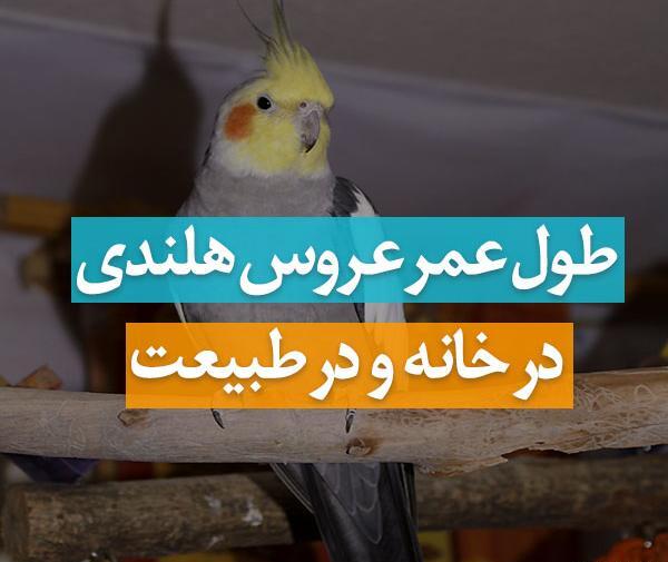 عکس حیوانات عروس هلندی