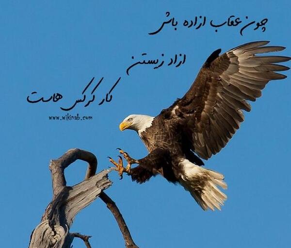 عکس نوشته با عقاب