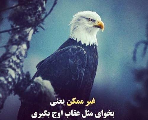 عکس نوشته با عقاب