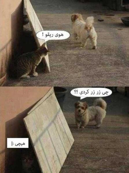 عکس سگ و گربه خنده دار