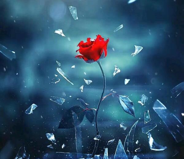 عکس گل طبیعی متحرک