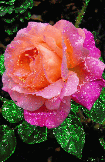 عکس گل طبیعی متحرک