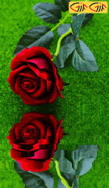 عکس گل طبیعی متحرک