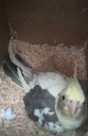 عکس عروس هلندی با جوجه