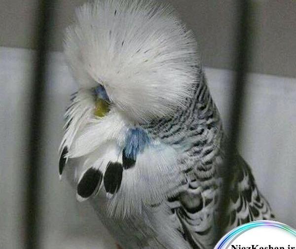 عکس مرغ عشق وعروس هلندی