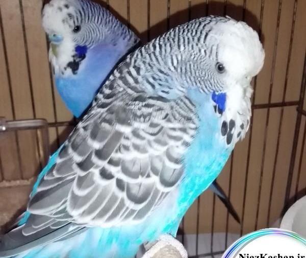 عکس مرغ عشق وعروس هلندی