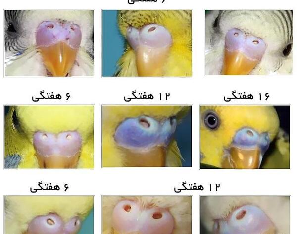 عکس مرغ عشق جوان