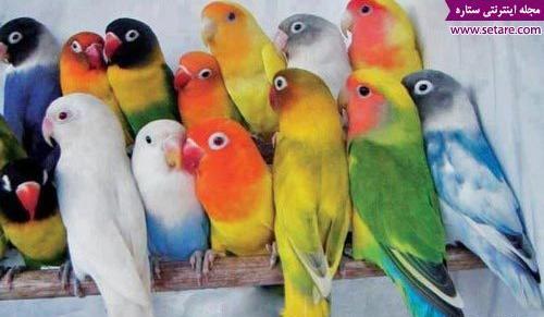 عکس مرغ عشق برزیلی