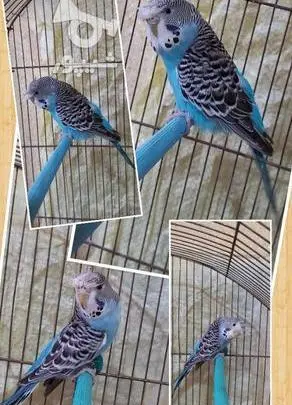 عکس مرغ عشق کاکل دار