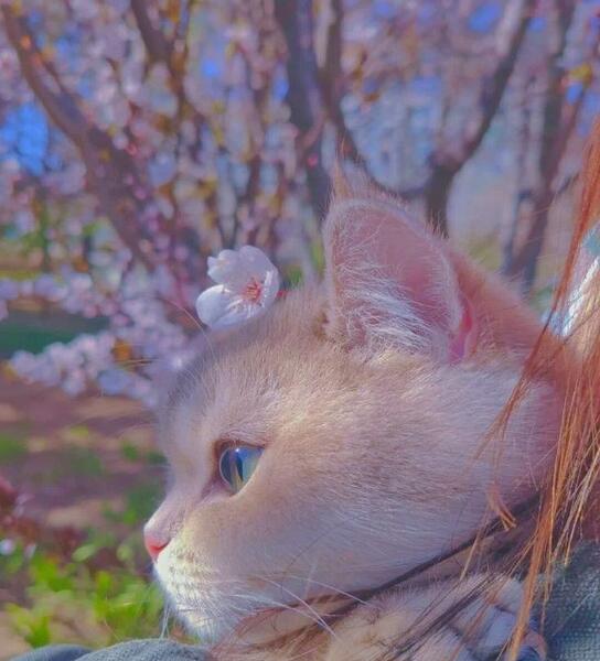 عکس گربه برای پروفایل ویسگون