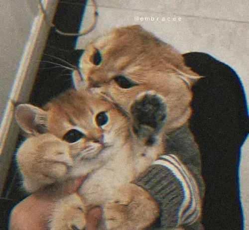 عکس گربه برای پروفایل ویسگون