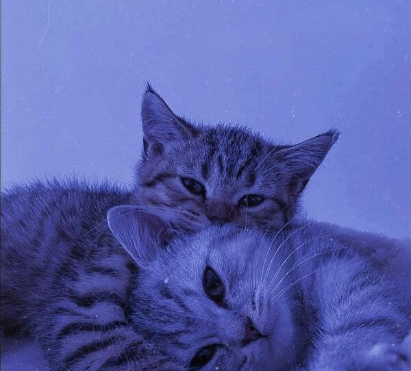 عکس گربه برای پروفایل ویسگون