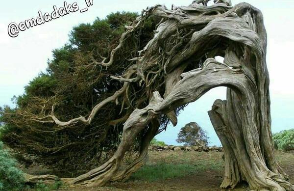 عکس نوشته من اینجا ریشه در خاکم