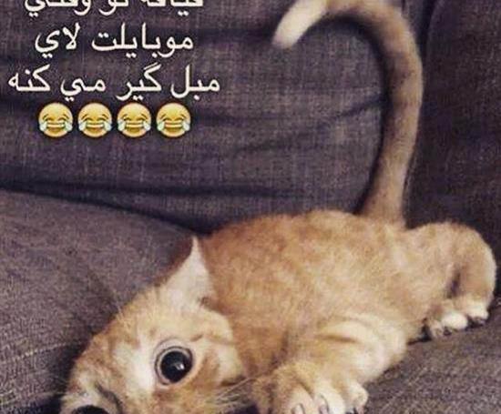 عکس گربه سیاه خنده دار