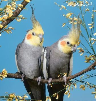 عکس عروس هلندی زیبا برای پروفایل