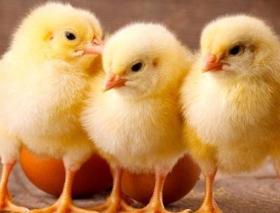 عکس نوشته دختر باید جوجه باشه