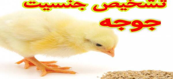 عکس نوشته دختر باید جوجه باشه