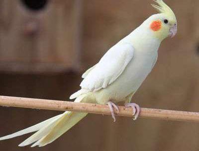 عکس صدای عروس هلندی