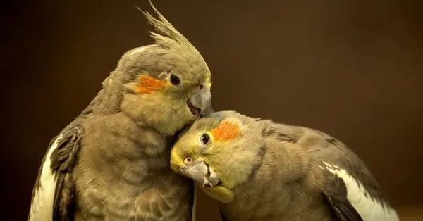 عکس صدای عروس هلندی
