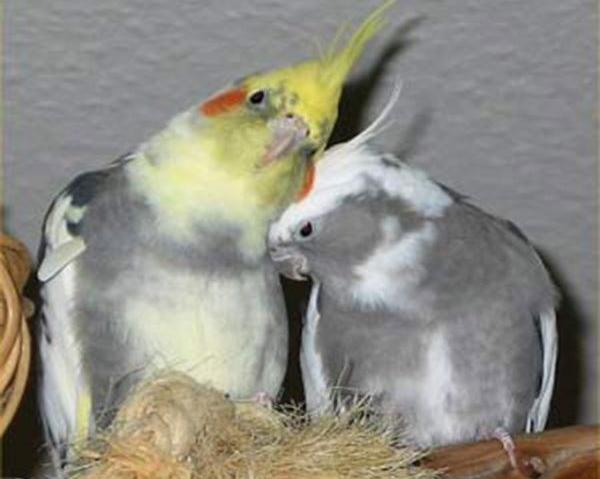 عکس های پرنده ی عروس هلندی