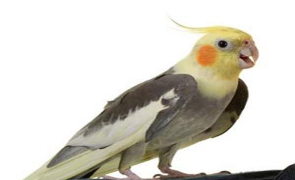 عکس های پرنده ی عروس هلندی